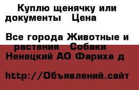 Куплю щенячку или документы › Цена ­ 3 000 - Все города Животные и растения » Собаки   . Ненецкий АО,Фариха д.